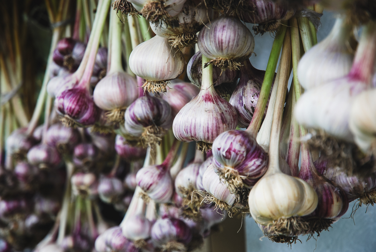 A New Adventure in Garlic: Planting Unique Varieties for Our Second Harvest