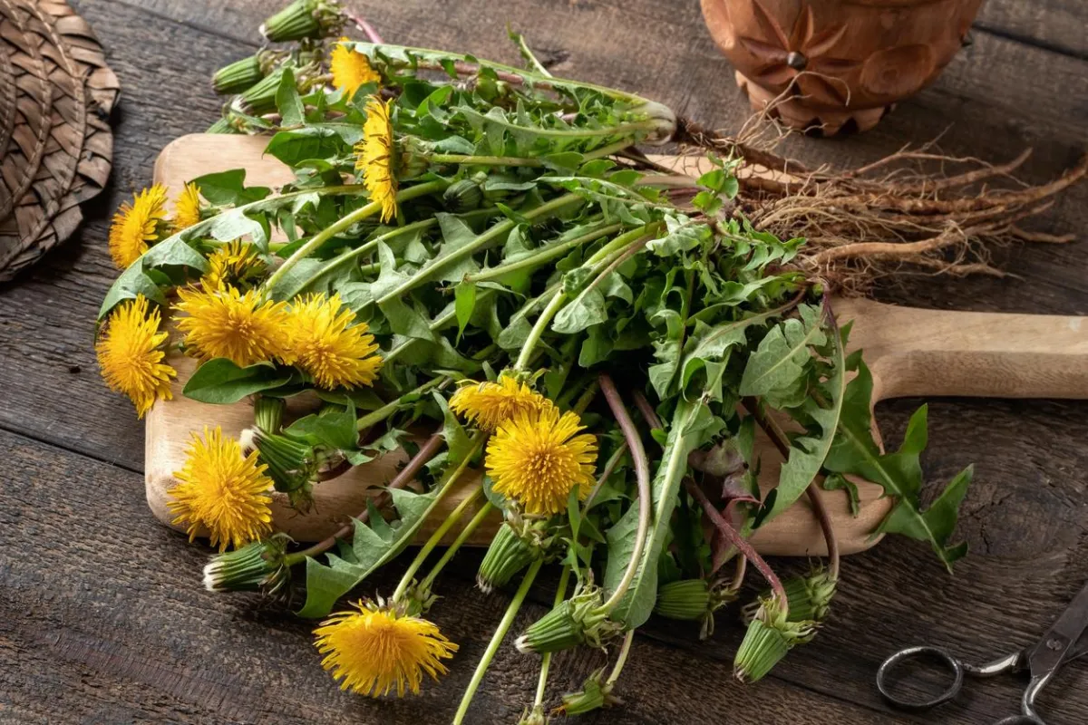 In Defense of Dandelions: Nature’s Misunderstood Treasure