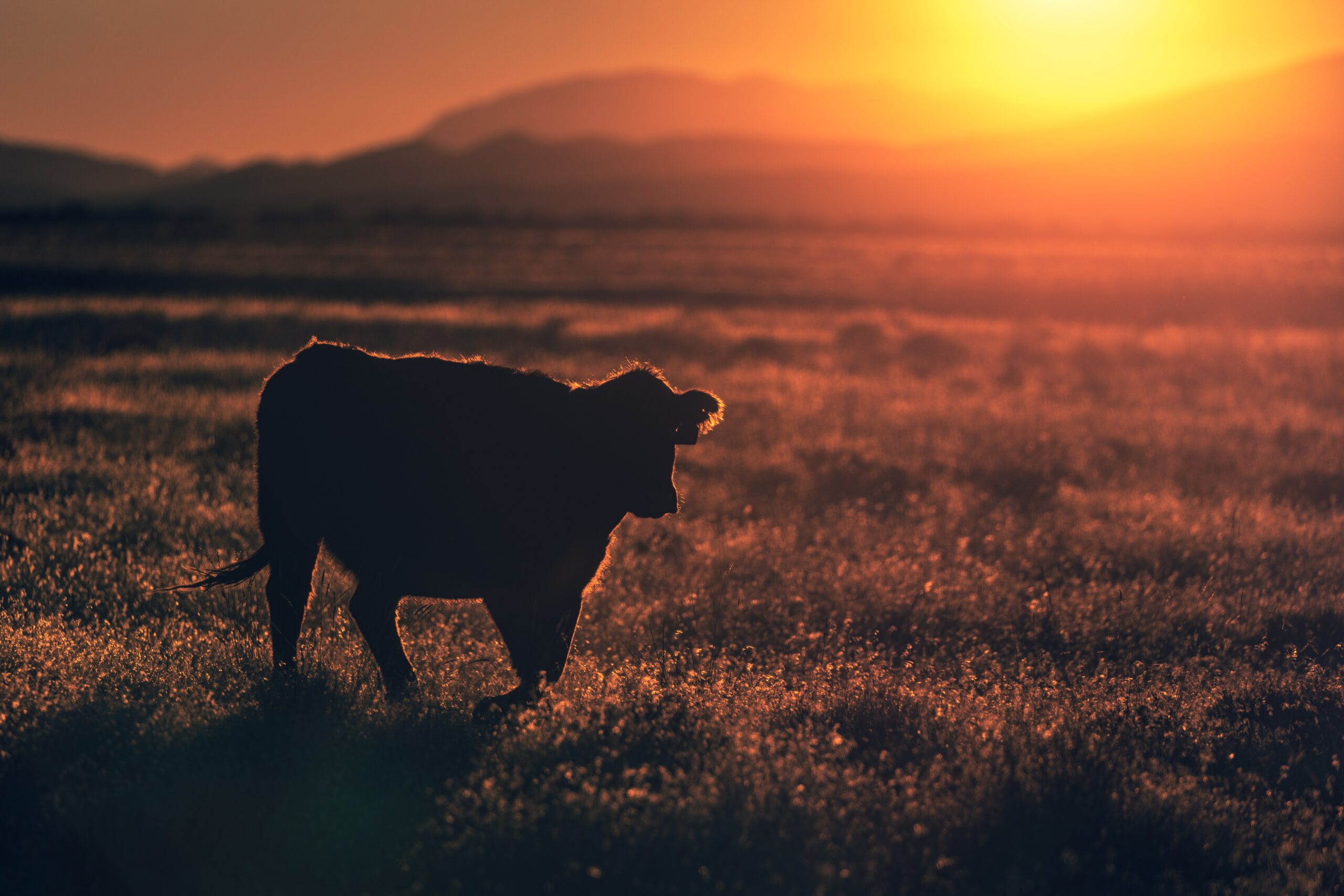 Why We Should Embrace Red Meat