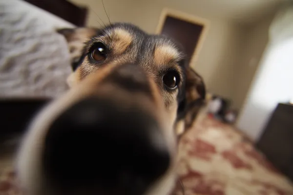 Het was niet maar een hond | Over verlies, zorg en wat dit met je doet