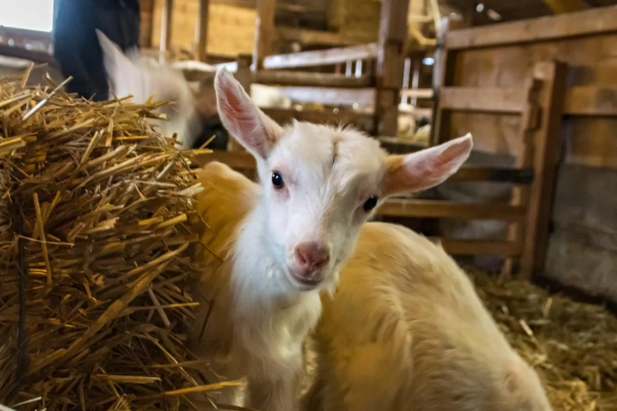 Miniature Goat at Hobby Farm