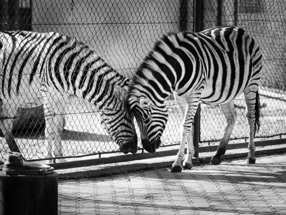 Two Zebras on opposite sides of a fence, longing for each other