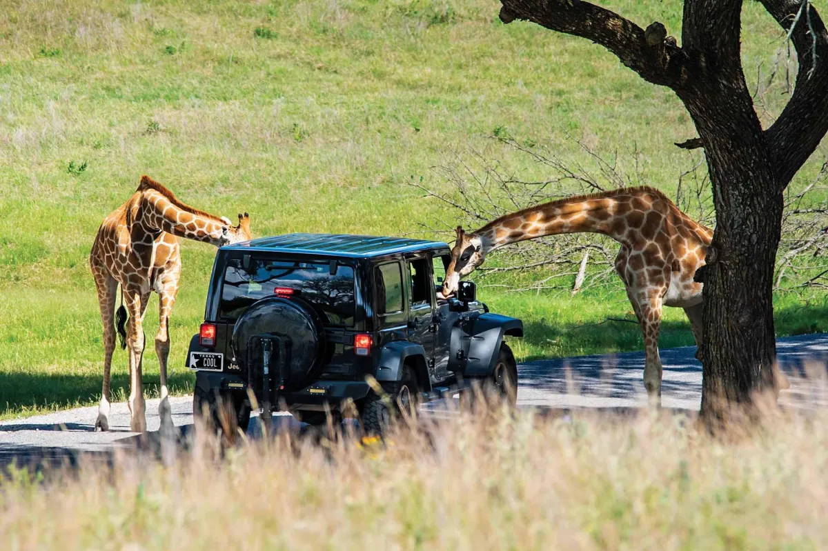 Go Wild: A Day Trip to Fossil Rim Wildlife Center