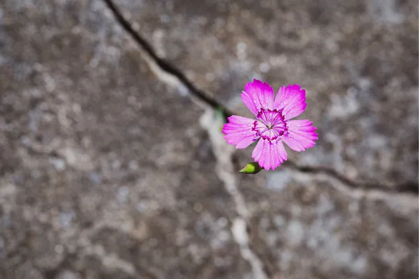 Resilience in Leadership: Building a Culture That Thrives Amid Challenges
