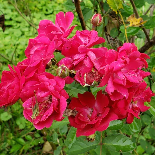 Photo of cluster of roses