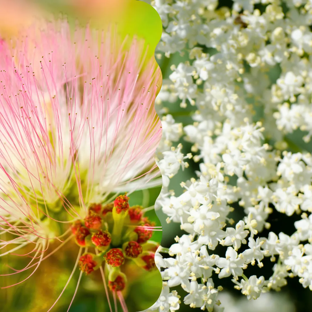 Collage of Mimosa flower and Elderflowers