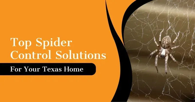 Top Spider Control Solutions for Your Texas Home
