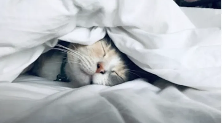 Wake Up Call: The Crucial Connection Between Sleep, Heart Health, and Overall Well-being