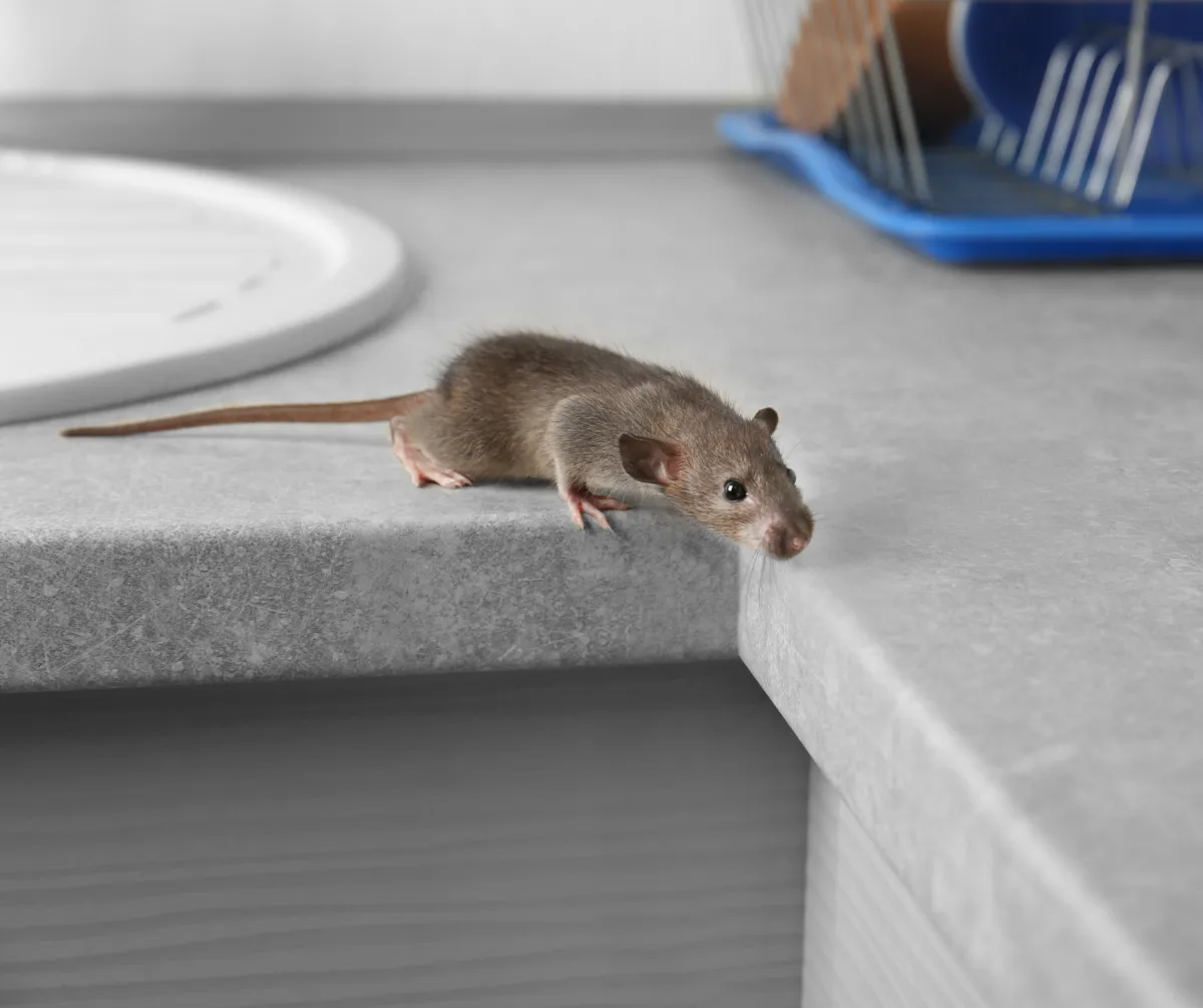 Rodents