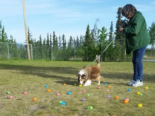 What is Nosework?