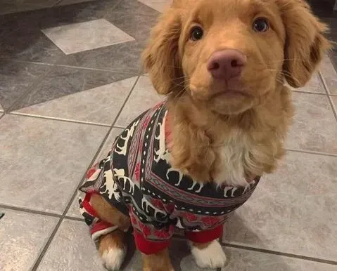 7 Tips for bringing home a new pup
