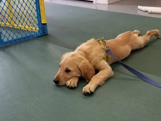 Puppy Socialization: the first 16 weeks