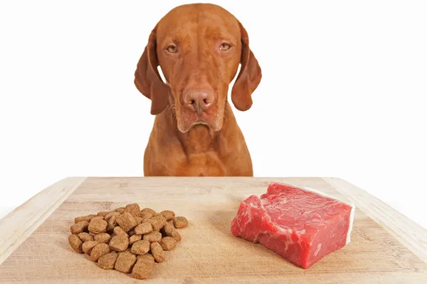 choosing the best dog food at black dog barkery in bristol tennessee