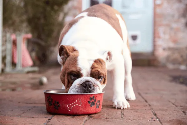 picture of dog eating too fast