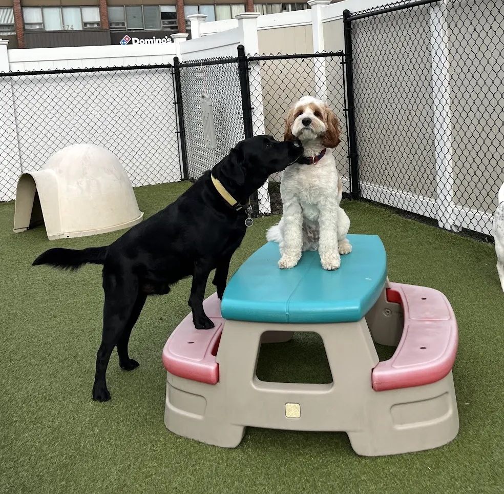 Healthy from Nose to Tail: Why Vaccinations Matter for Your Dog 🐾