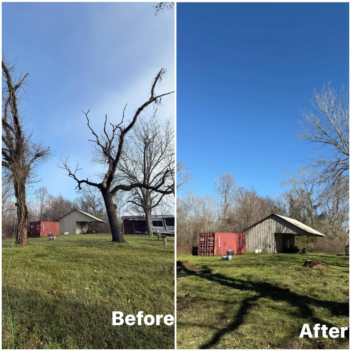 Before & After Tree Removal