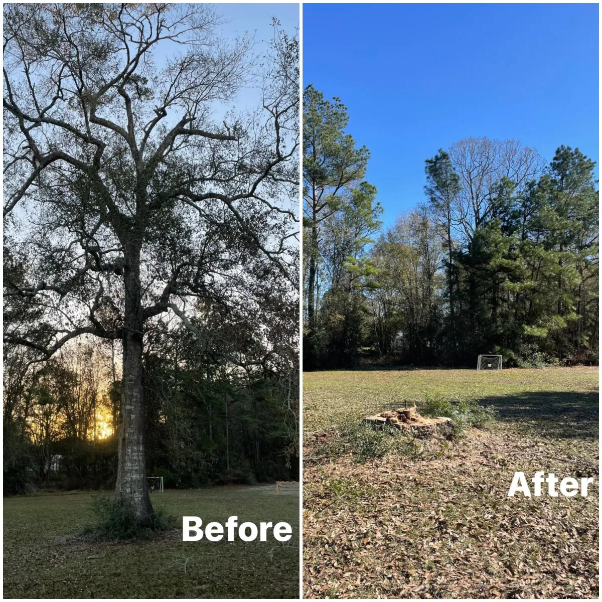 Before & After Tree Removal