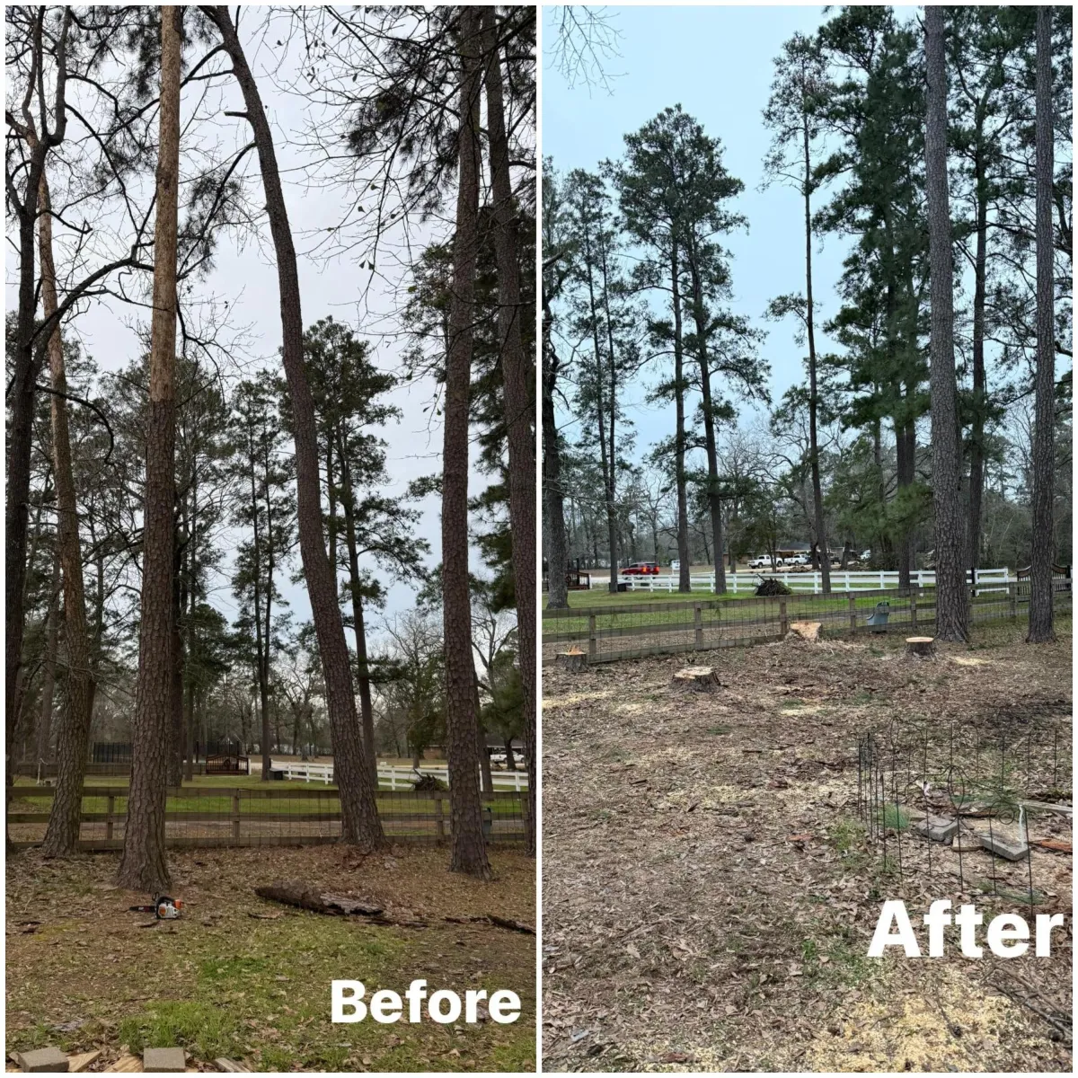 Before & After Tree Removal