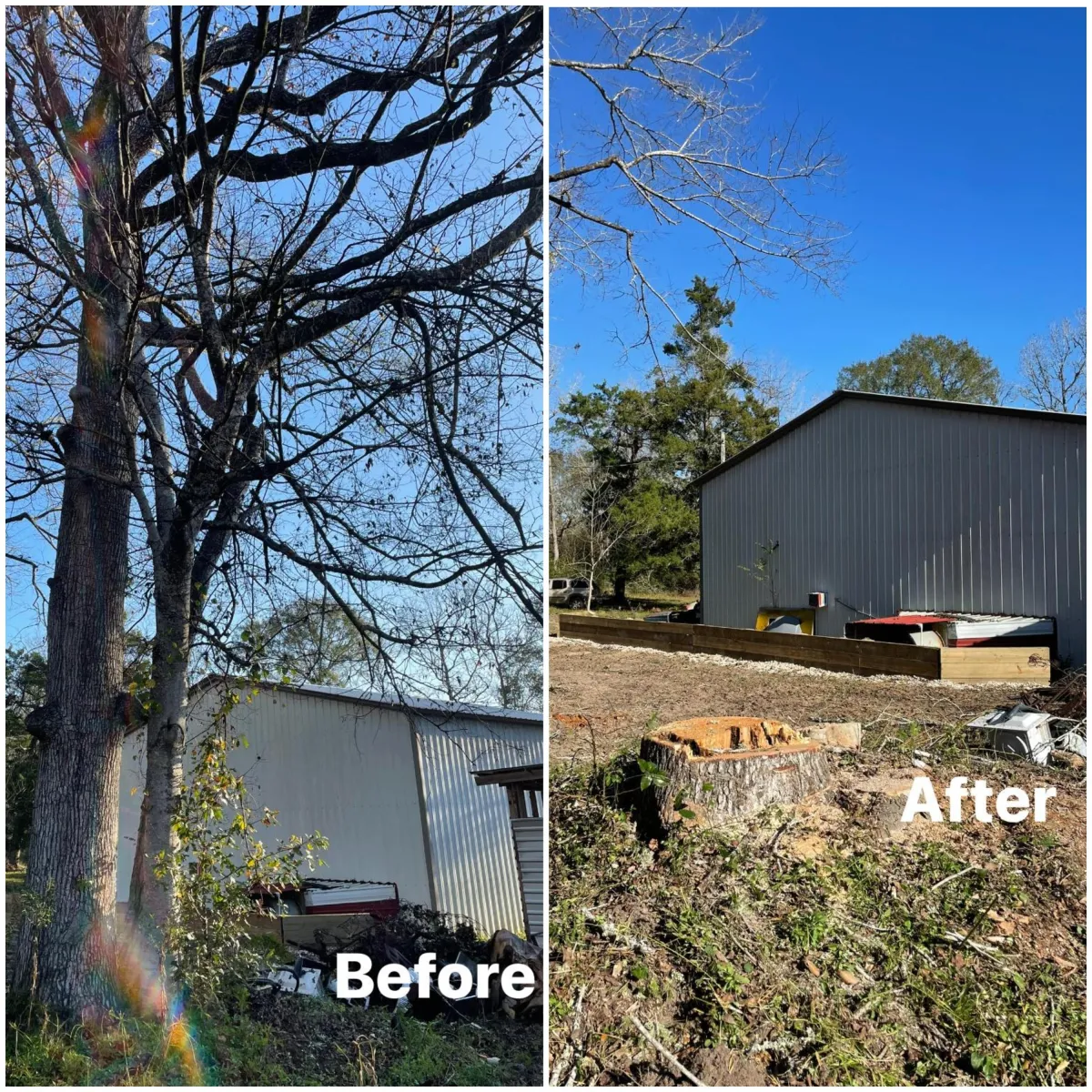 Before & After Tree Removal