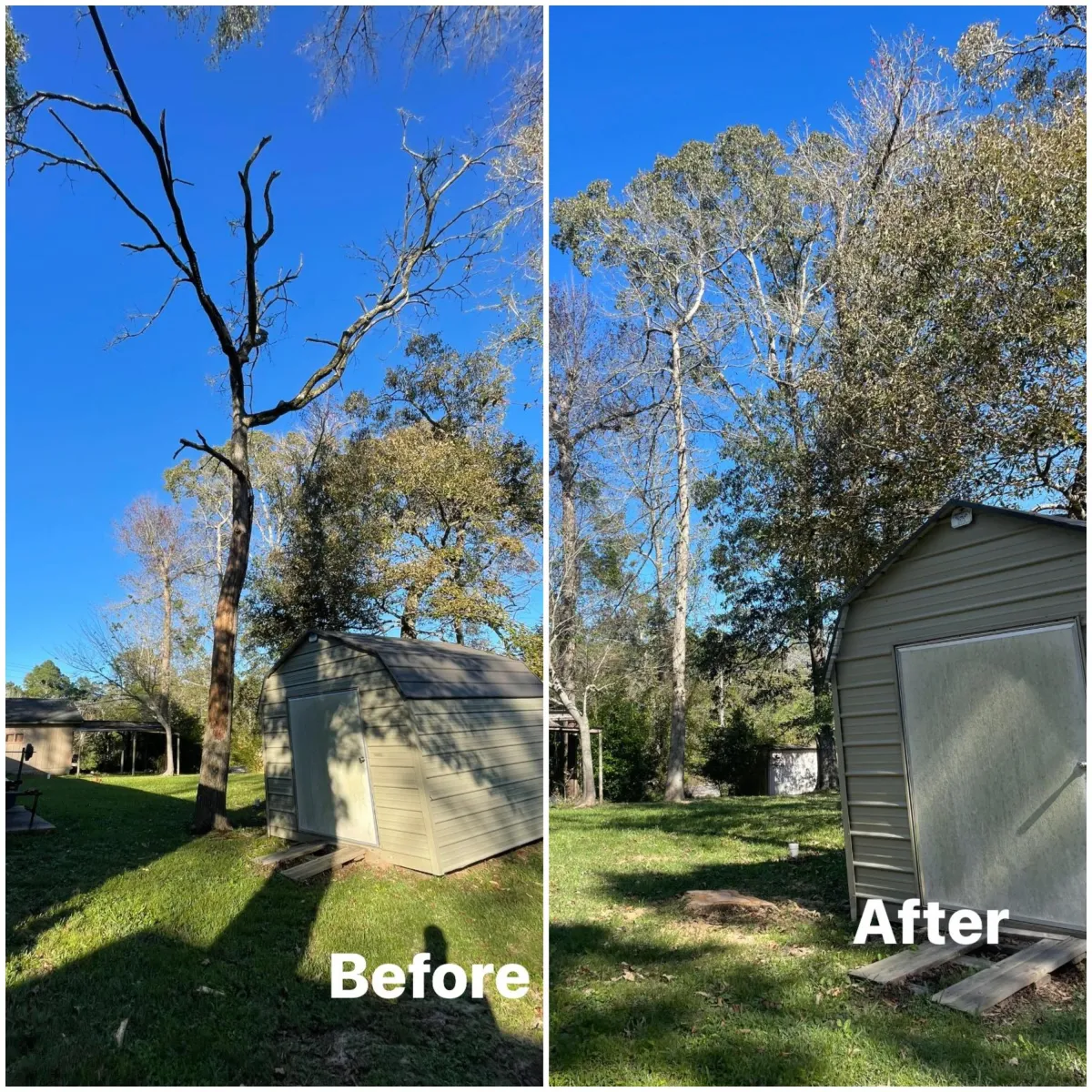 Before & After Tree Removal