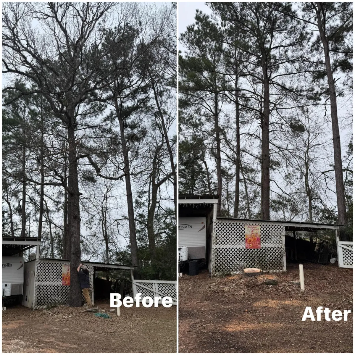 Before & After Tree Removal