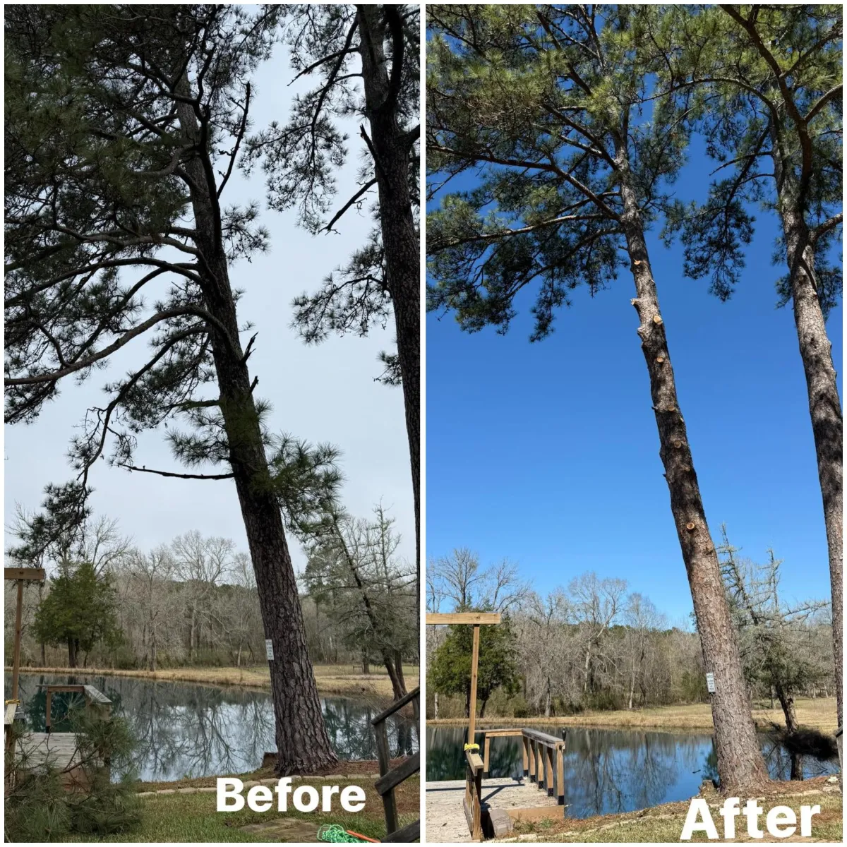 Before & After Tree Trimming