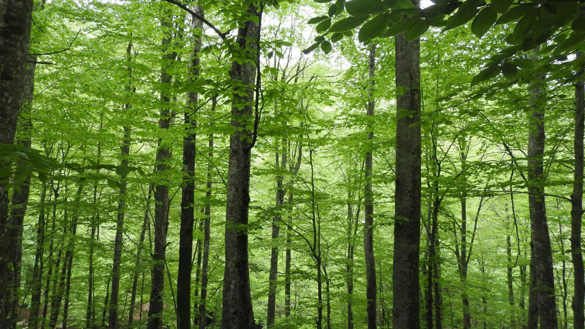 trees