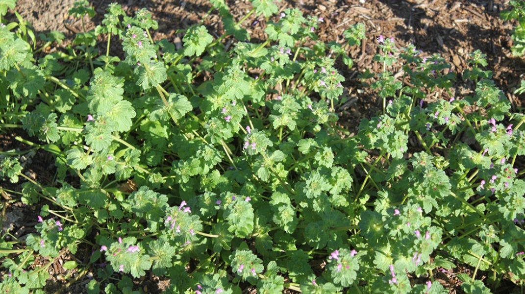 Henbit