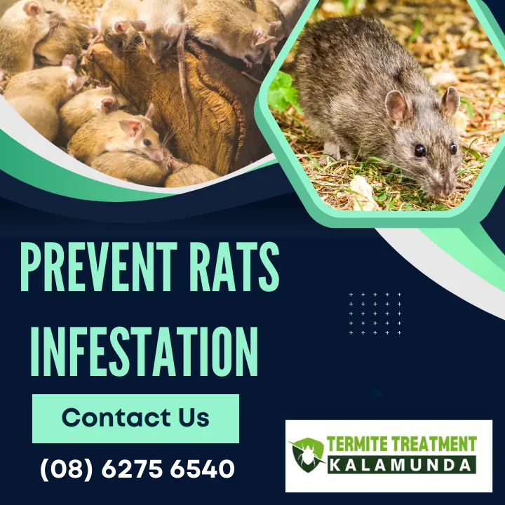 Homemade-Rat-Deterrent-Spray