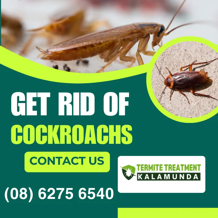 cockroach-extermination-tips