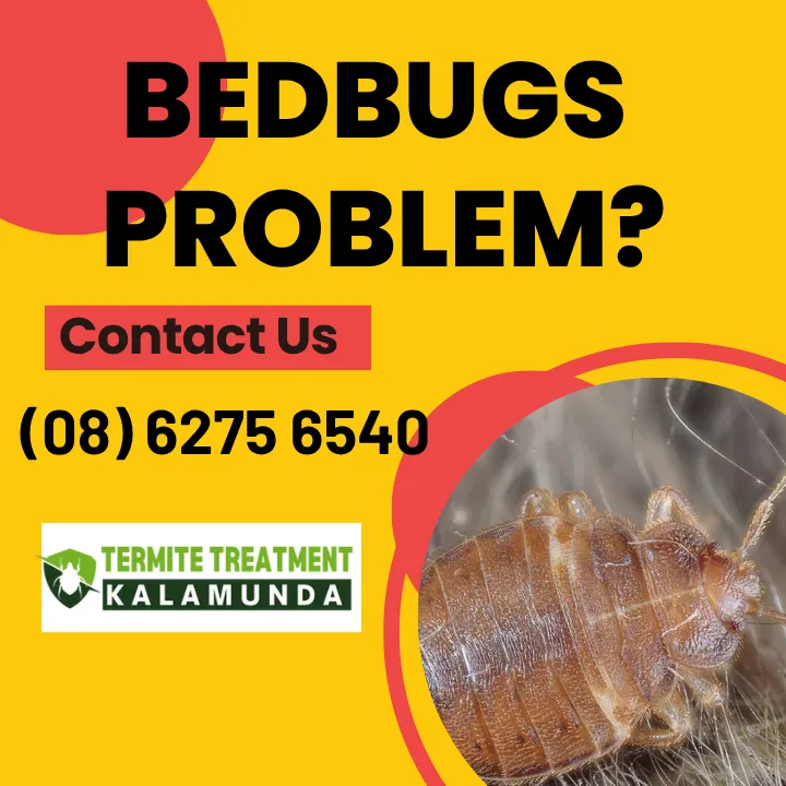 where-did-i-get-the-bedbugs-from