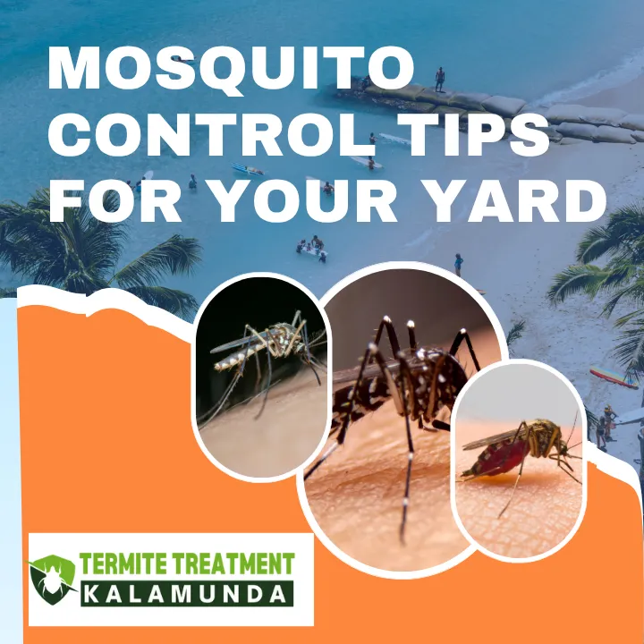 mosquito-control-tips-yard