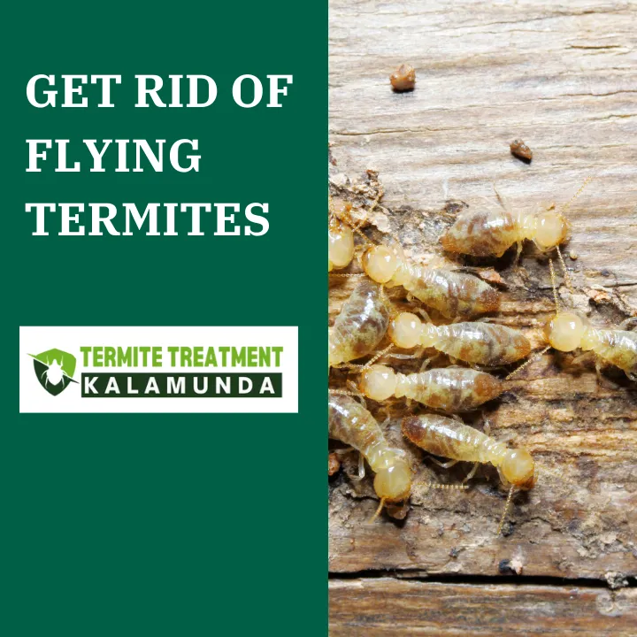 why-flying-termites-red-alert-home