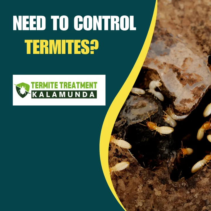 five-things-you-are-doing-to-attract-termites-perth