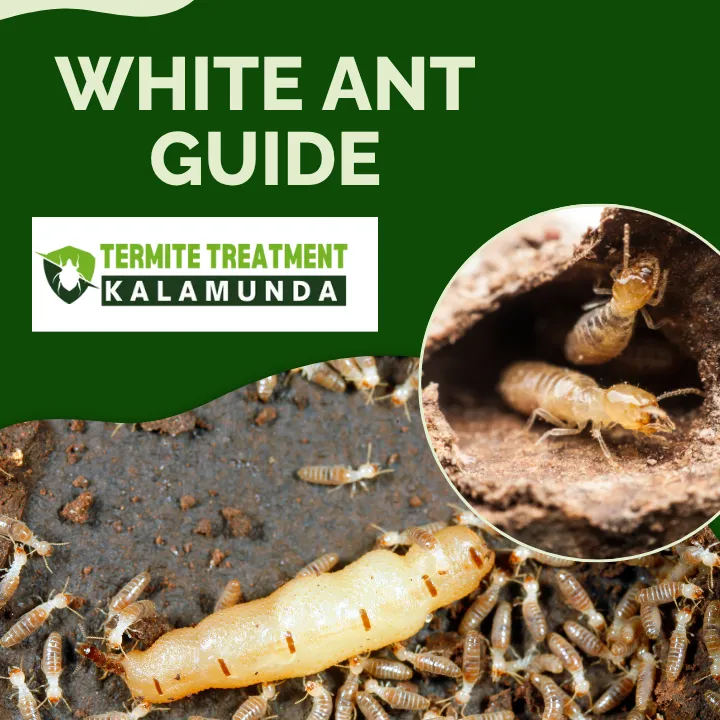 white-ants-identification