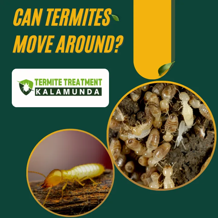 Termites can travel through soil and walls quietly. Early detection is the best protection.