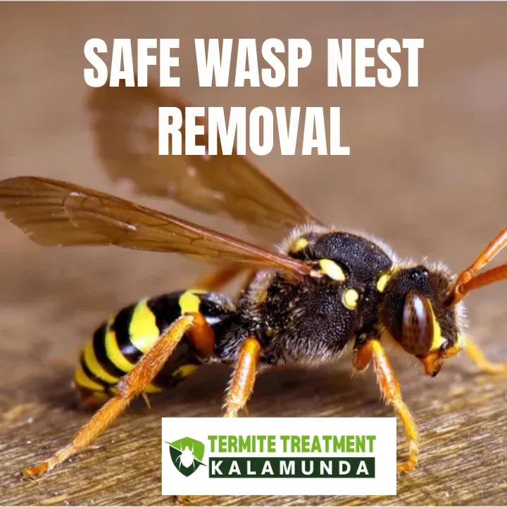 Safe removal of wasp nest from a residential home in Perth by a professional.