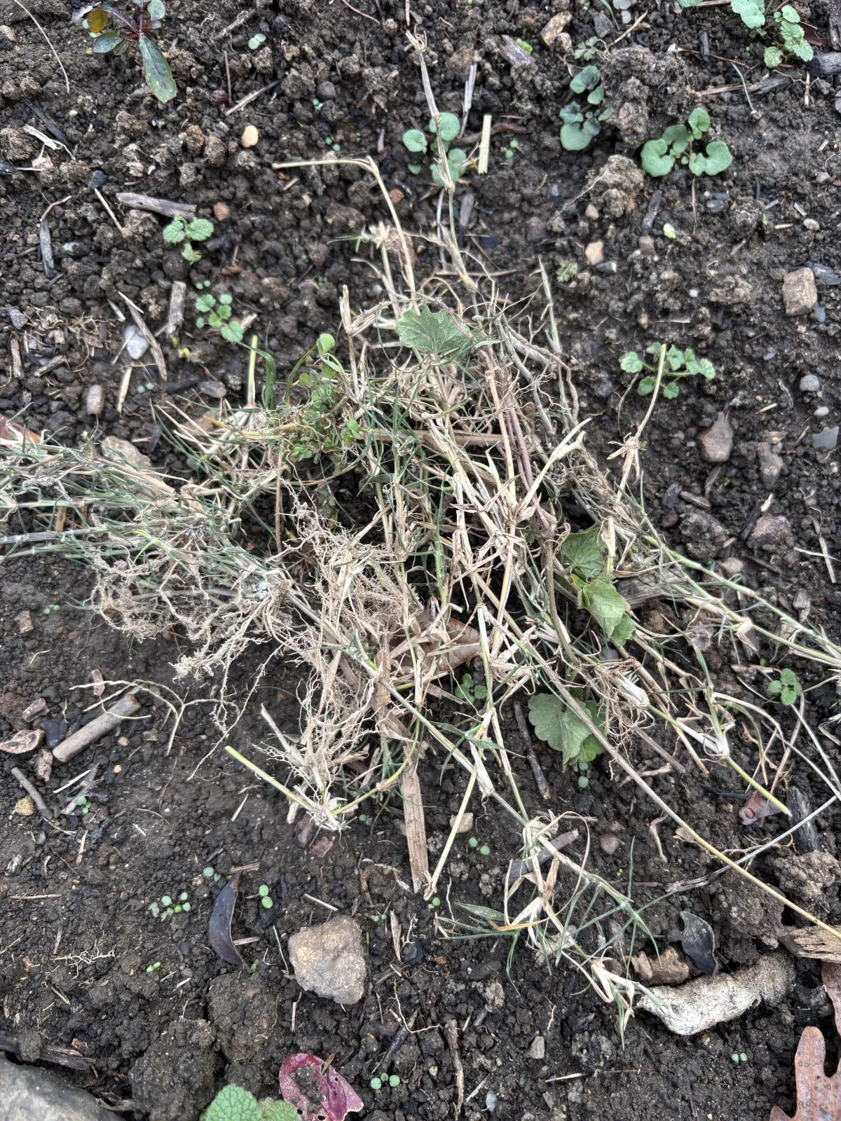 Tucking in the Garden