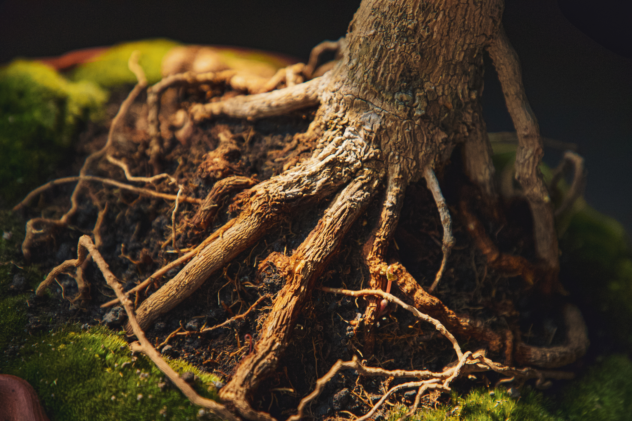 grounded roots