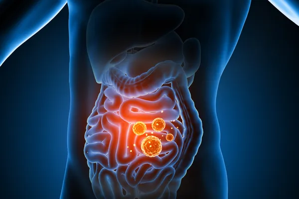 digestive system