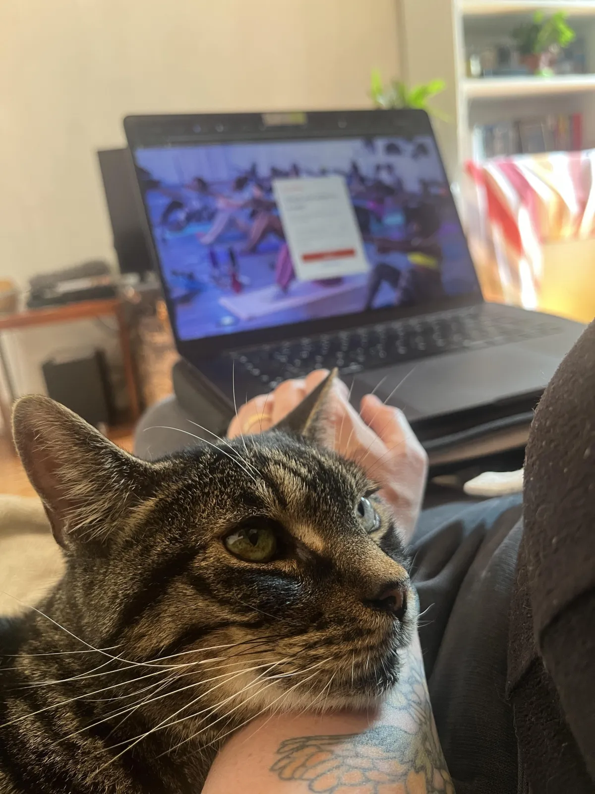 My cat adores me, the feeling is mutual