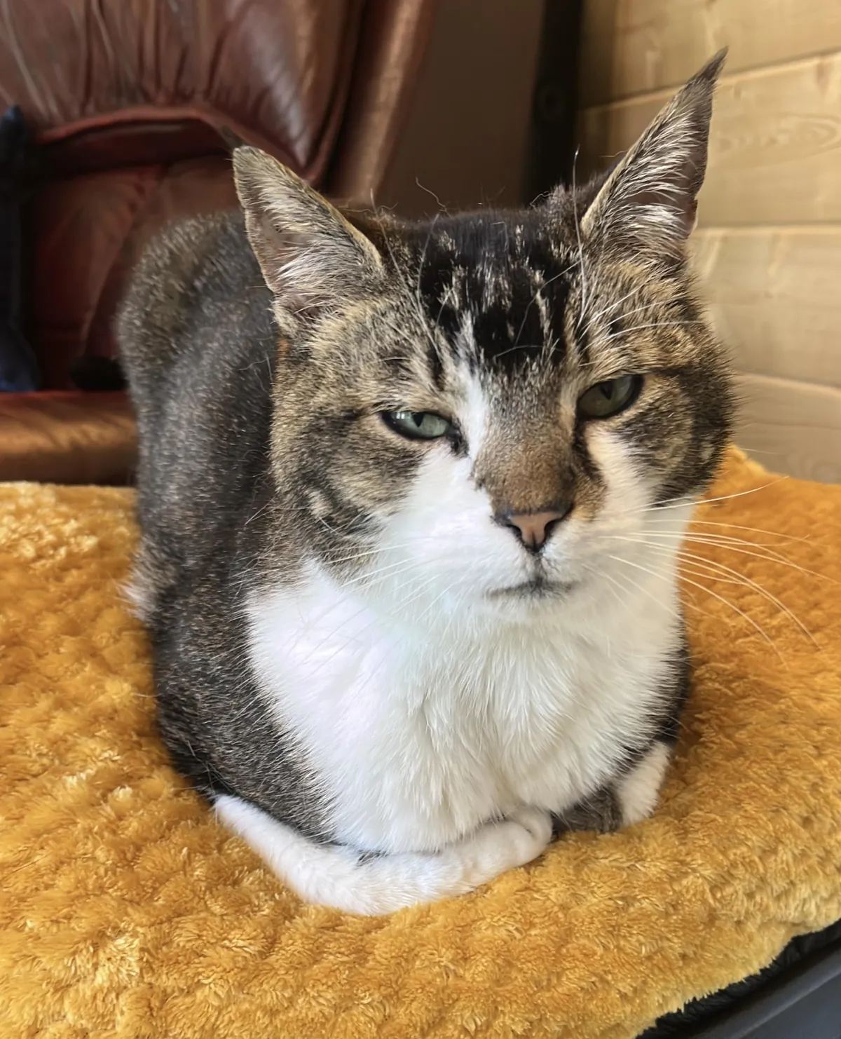 Cat being comfortable