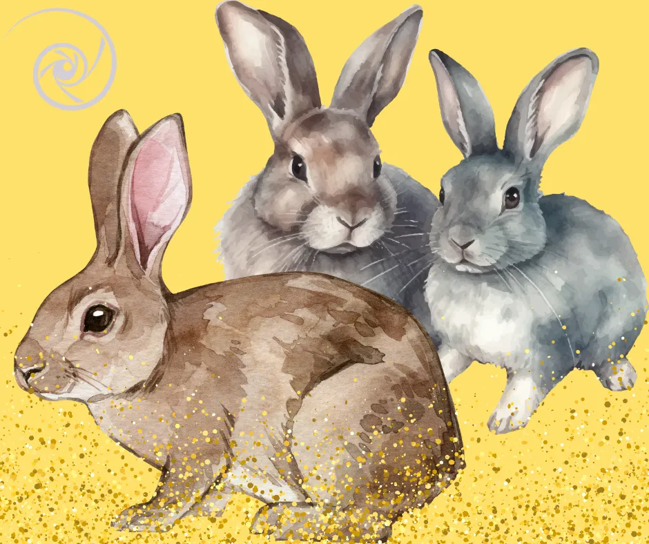 3 rabbits