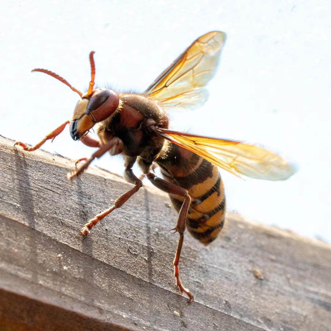 Wasp Removal Gadsden AL: Safe Nest Solutions