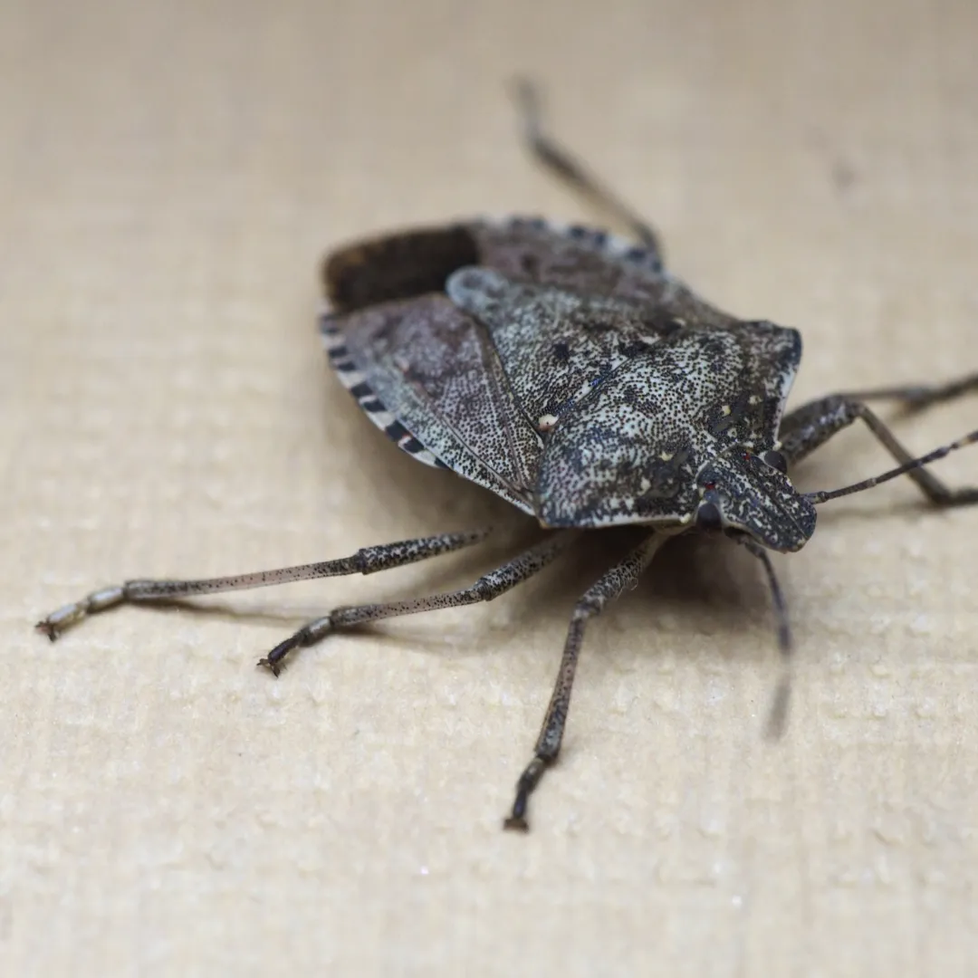 Garden Pest Control Gadsden: Leaf-Footed & Stink Bugs