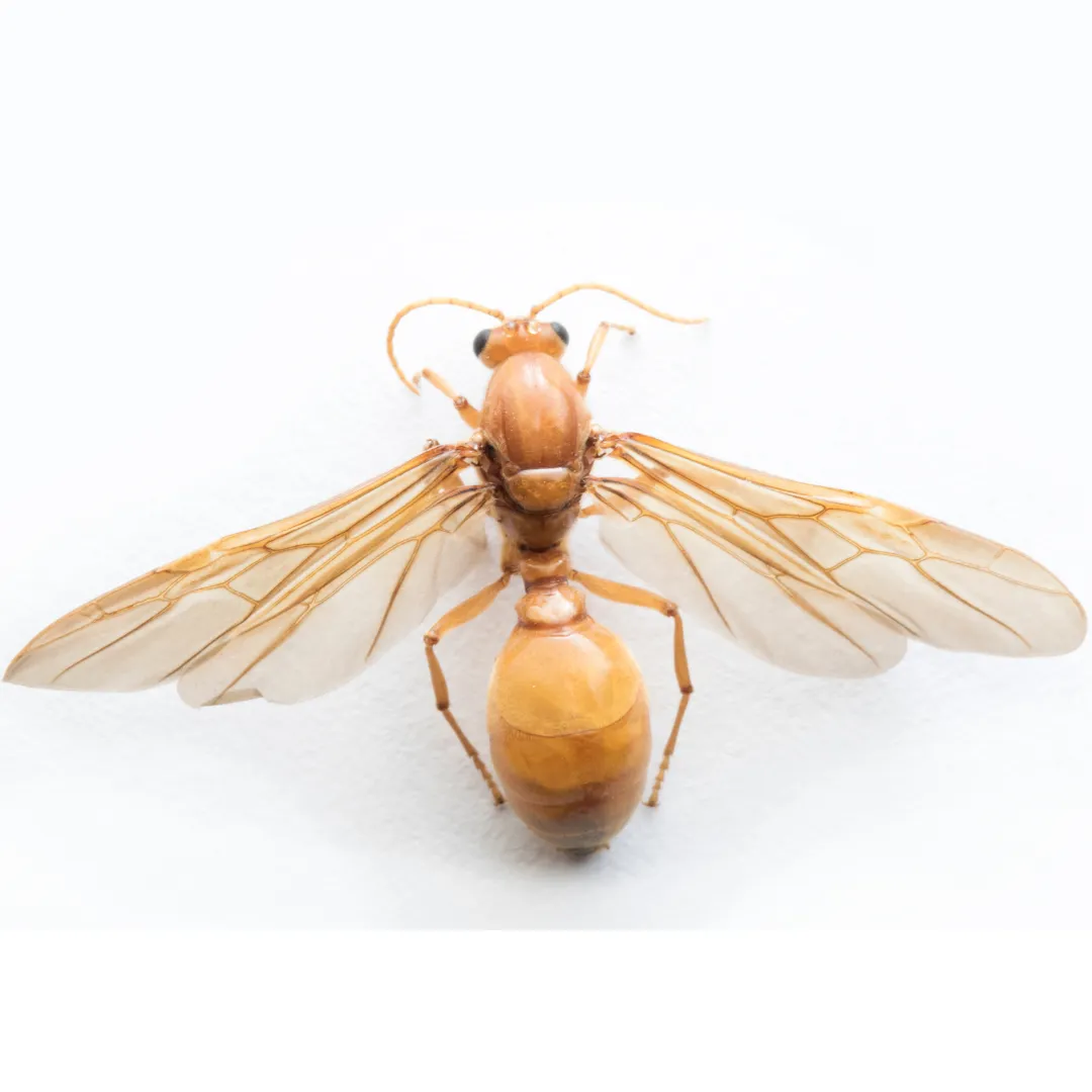Spring Ant & Wasp Surges | Pest Control Gadsden AL