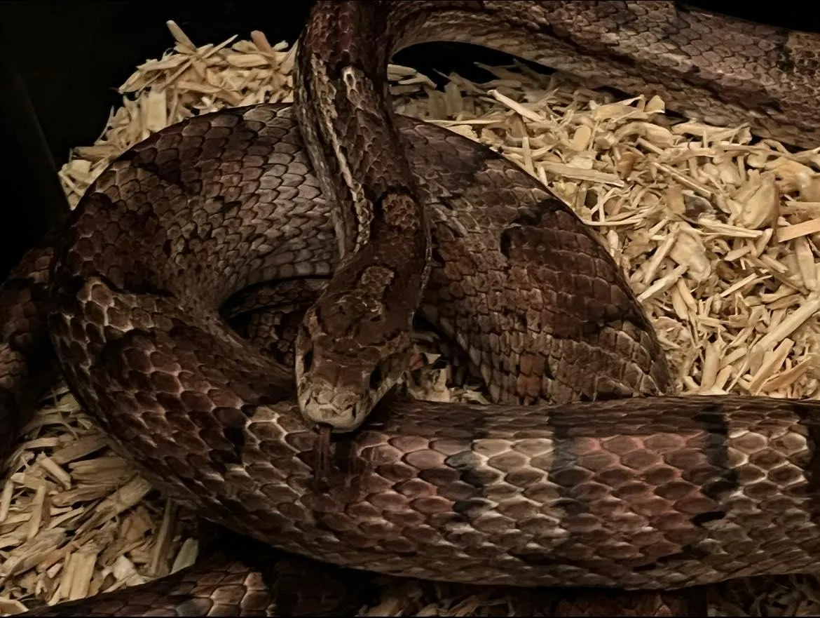 corn snake
