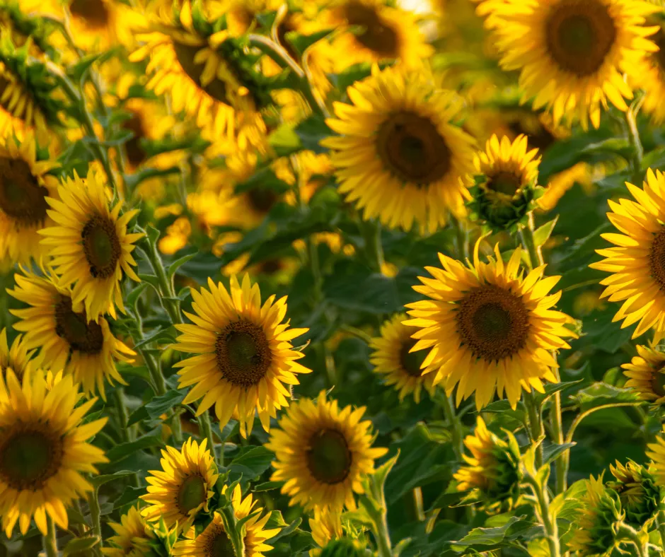 The Power of Abundant Thinking: How to Create a Brighter, More Aligned Future