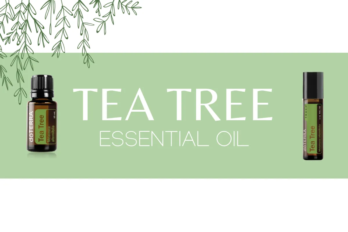 Tea Tree essential oil benefits and uses