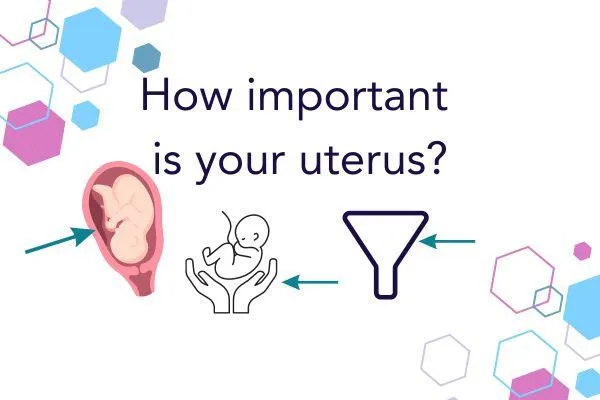 CubCare blog post front cover. Text reads "How important is the uterus" with three diagram images with arrows pointing to the uterus, or objects representing the uterus